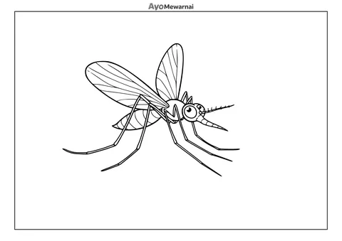 Gambar Mewarnai Anatomi Nyamuk