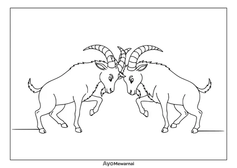 Gambar Mewarnai Kambing Beradu Tanduk