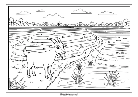 Gambar Mewarnai Kambing di Sawah