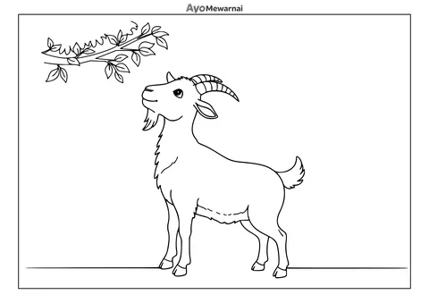 Gambar Mewarnai Kambing Makan Daun
