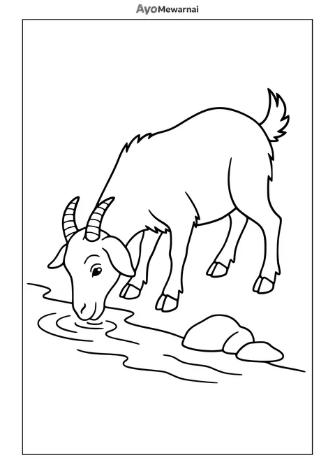 Gambar Mewarnai Kambing Minum Air