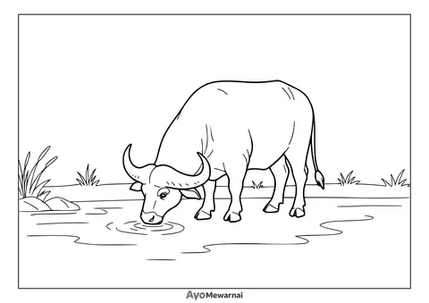 Gambar Mewarnai Kerbau Minum Air
