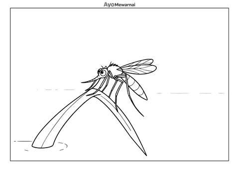 Gambar Mewarnai Nyamuk di Tumbuhan Air