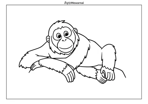 Gambar Mewarnai Orangutan Berjemur